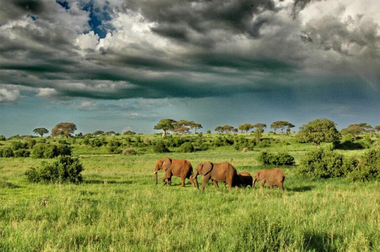 Elephant walking for search pasture from tarangire