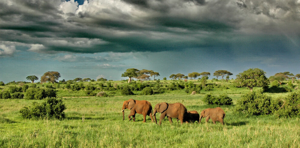 Elephant walking for search pasture from tarangire