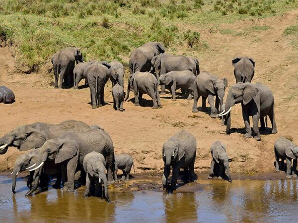 Tarangire-National-Park-Serengeti wildlife safaris