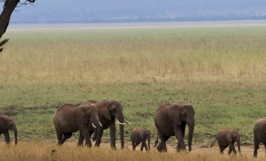 Elephant walking around of the search pasture from serengeti wildlife safaris library