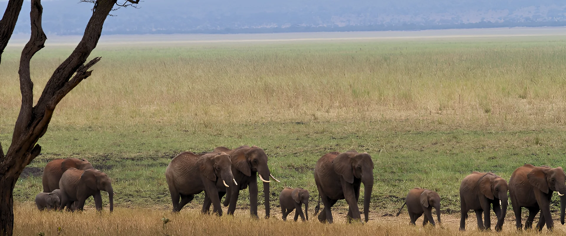 tarangire-national-park-banner