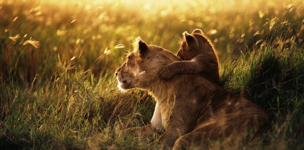 lioness and the cub enjoying sun set from Serengeti wildlife