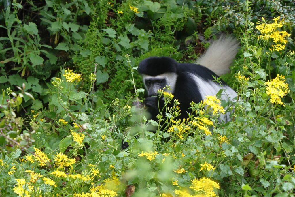15 day tanzania safari