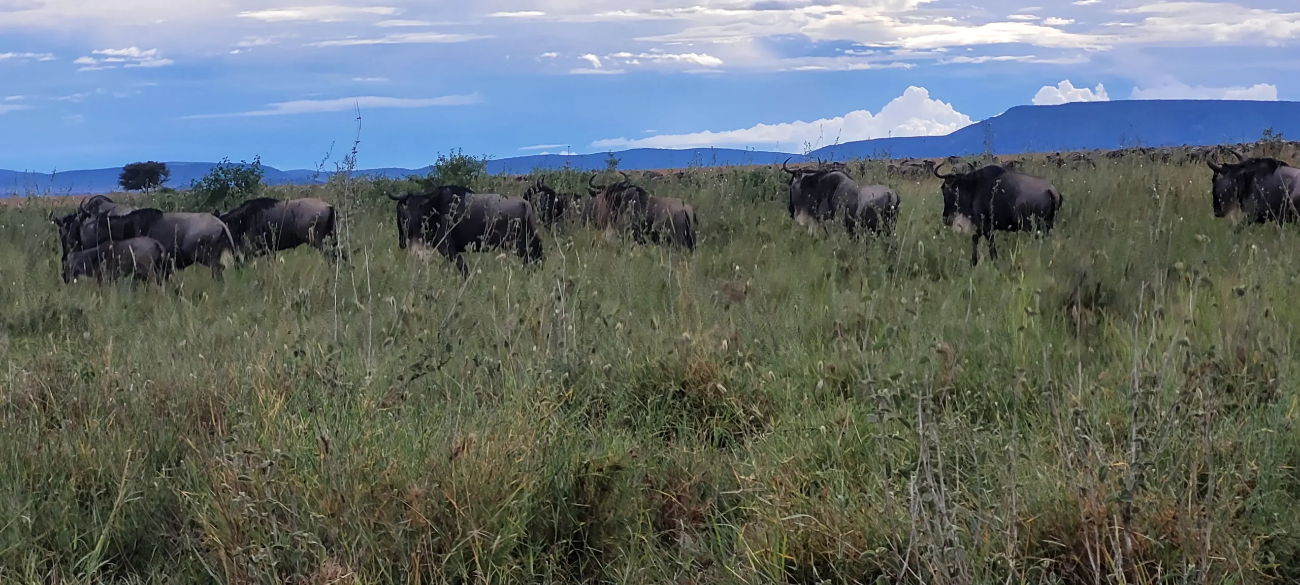 7-Day Great Migration Safari in Tanzania – Witness the Mara River Crossings (July to October)
