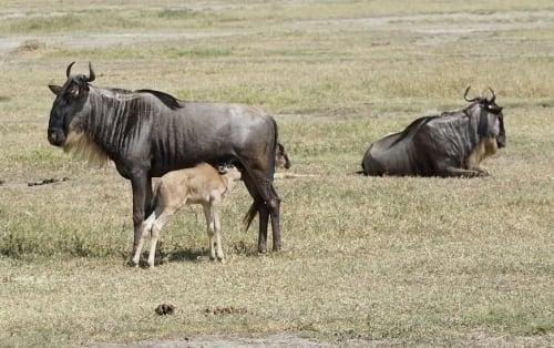 3 Days migration safari Breeding and Calving