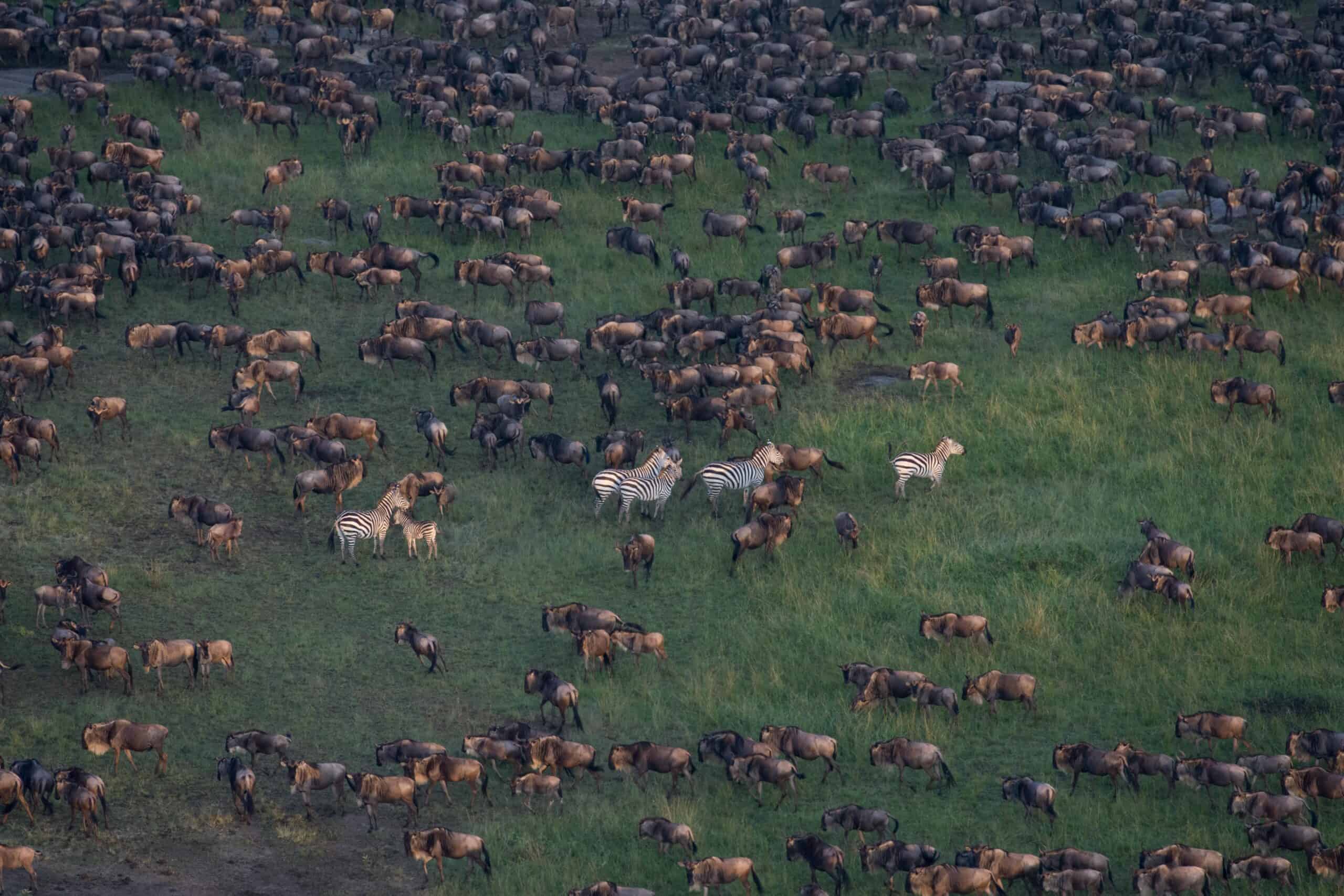 3 Day migration safari Search for Fresh Grazing