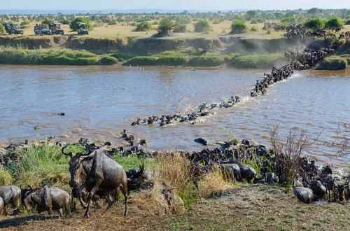 3 Days migration safari 11-baloon-observe-great-migration