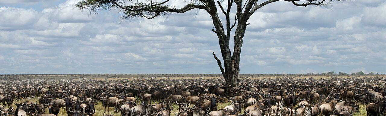 wildebeest