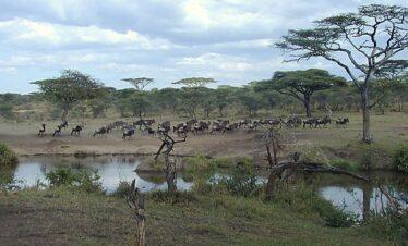 3 Days migration safari