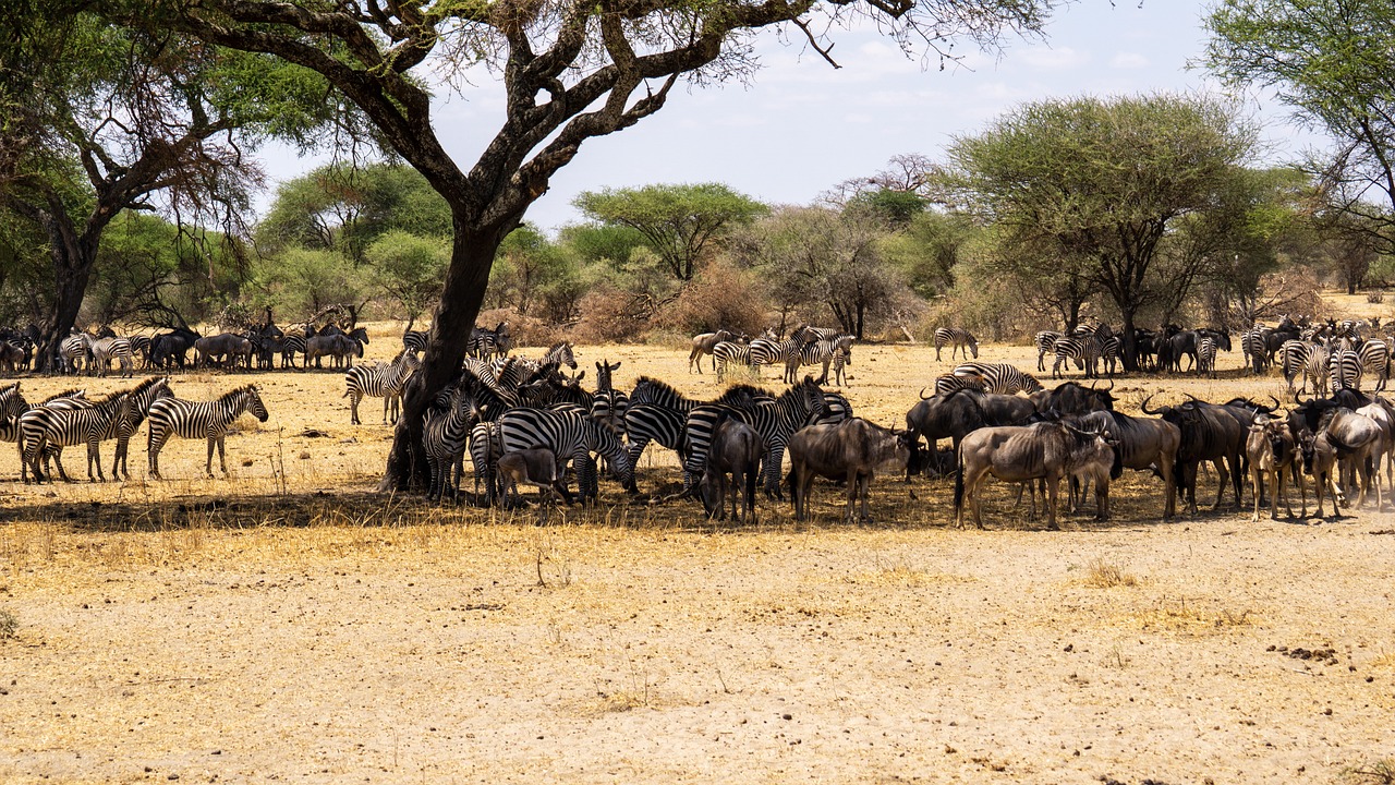 3 Days migration safari