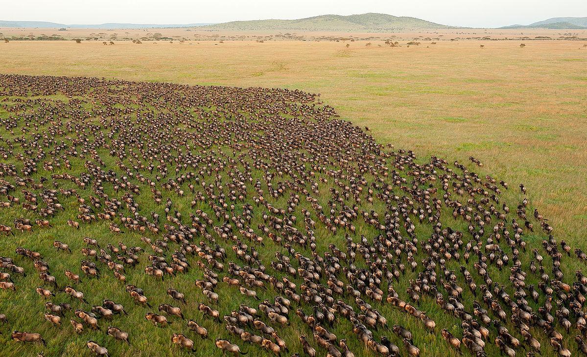 herd of wildebeest from serengeti plains