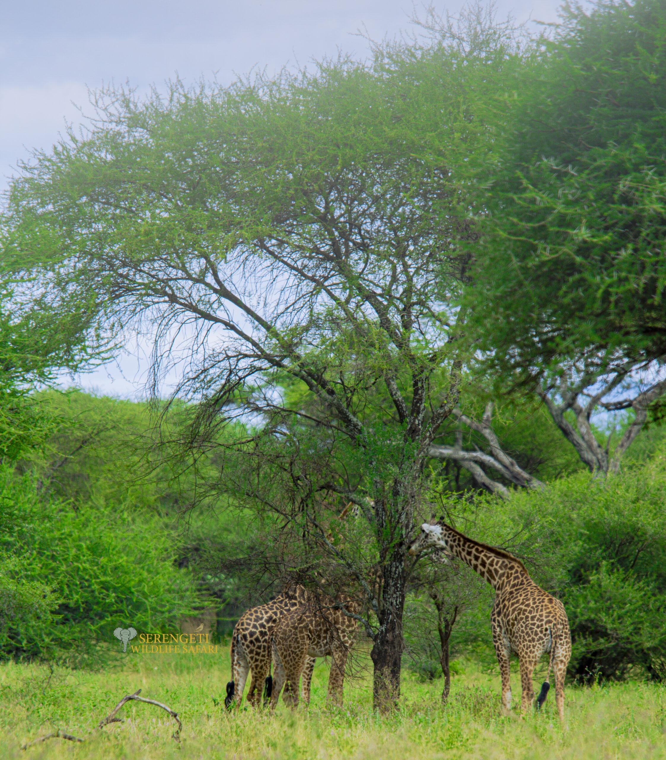 3 Days migration safari masai mara kenya