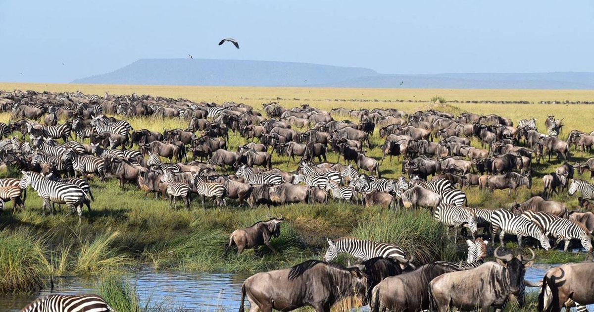 3 Days migration safari Zebra vs wildebeest