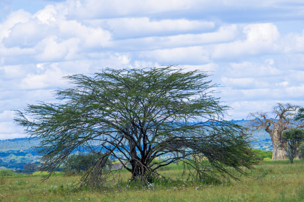 3 Days migration safari