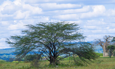 3 Days migration safari