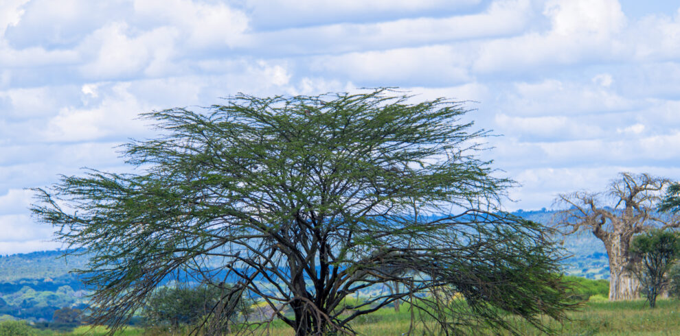 3 Days migration safari