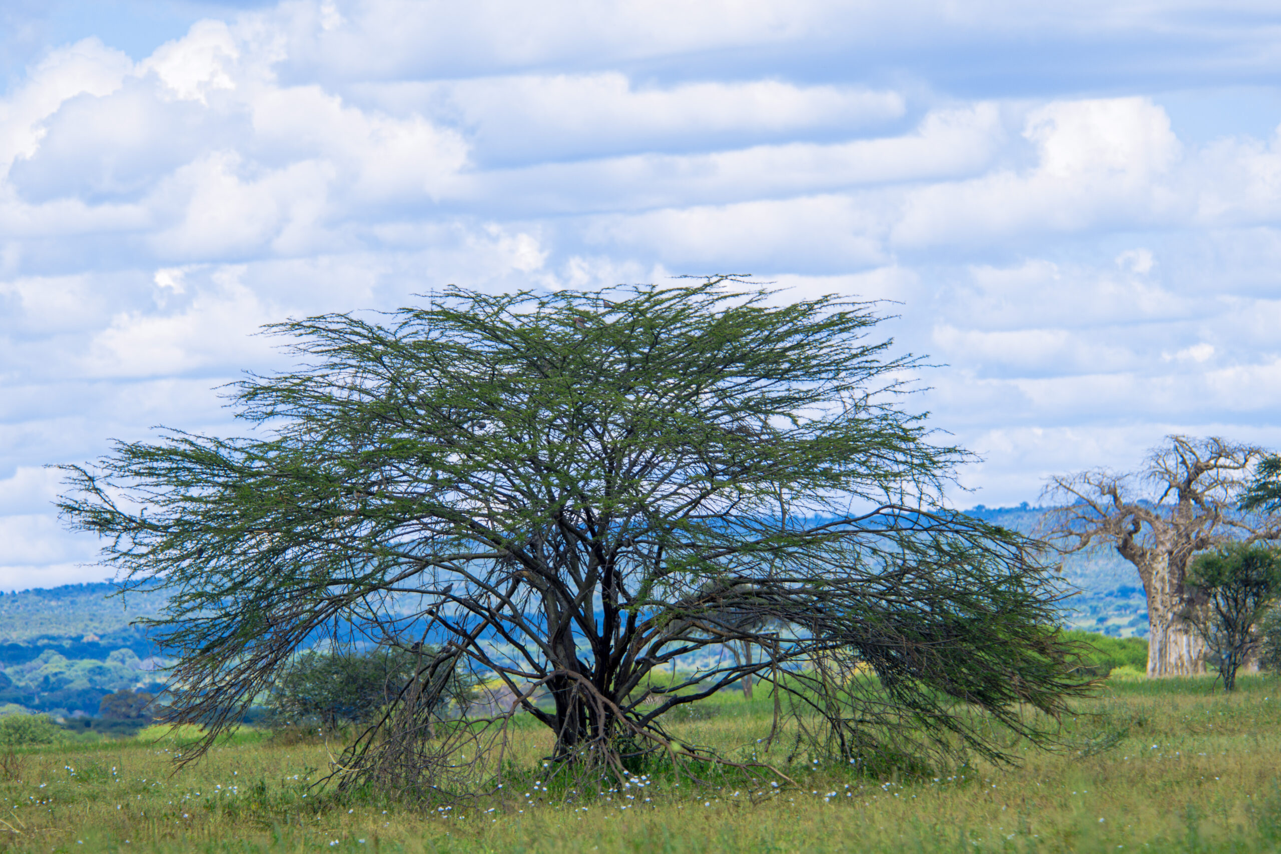 3 Days migration safari