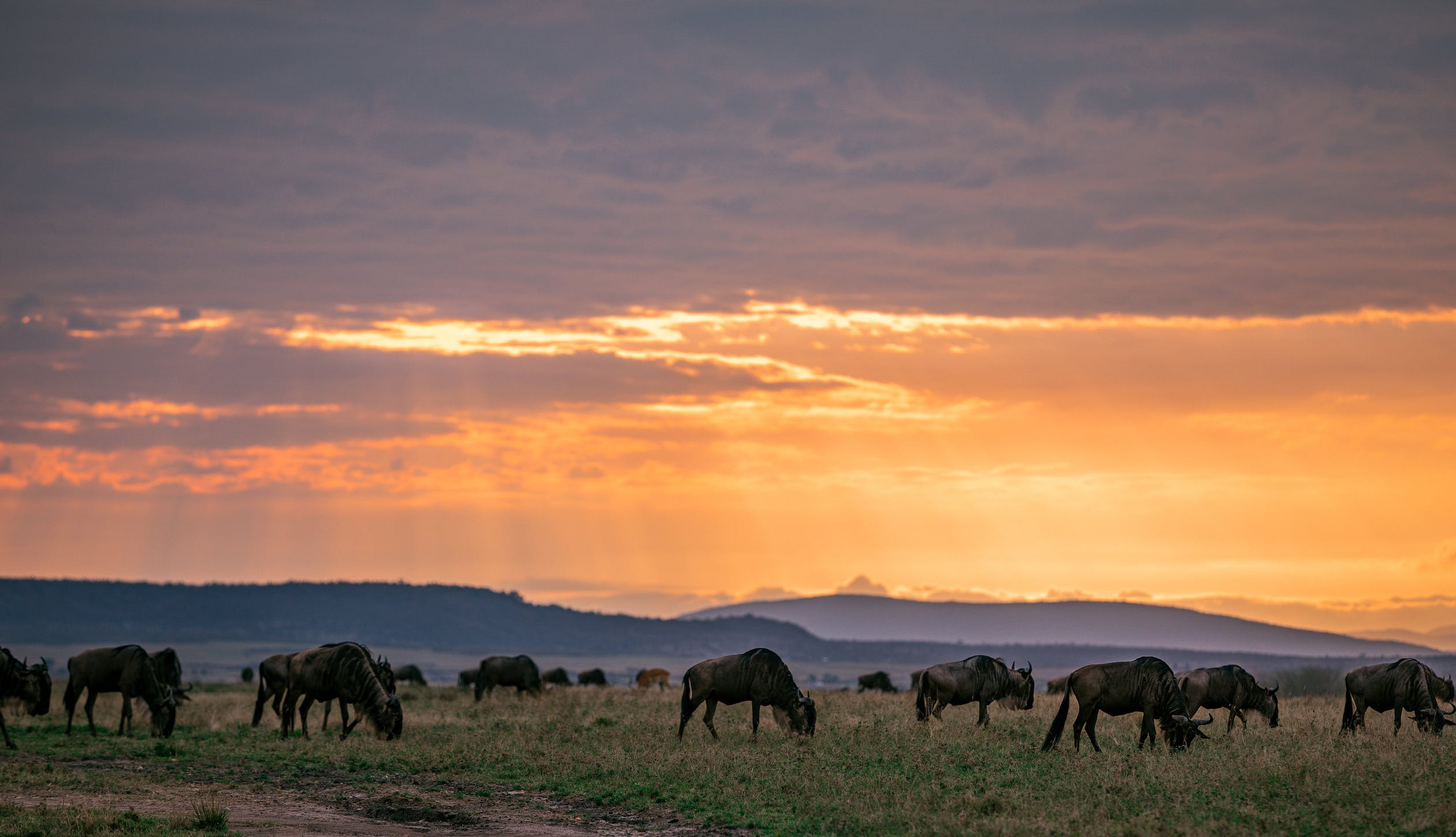 3 Days migration safari Rainfall Patterns
