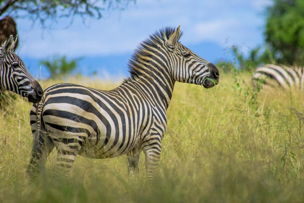 3 Days migration safari 9