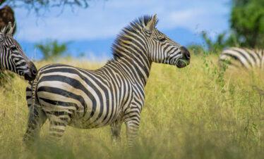 Tanzania Parks