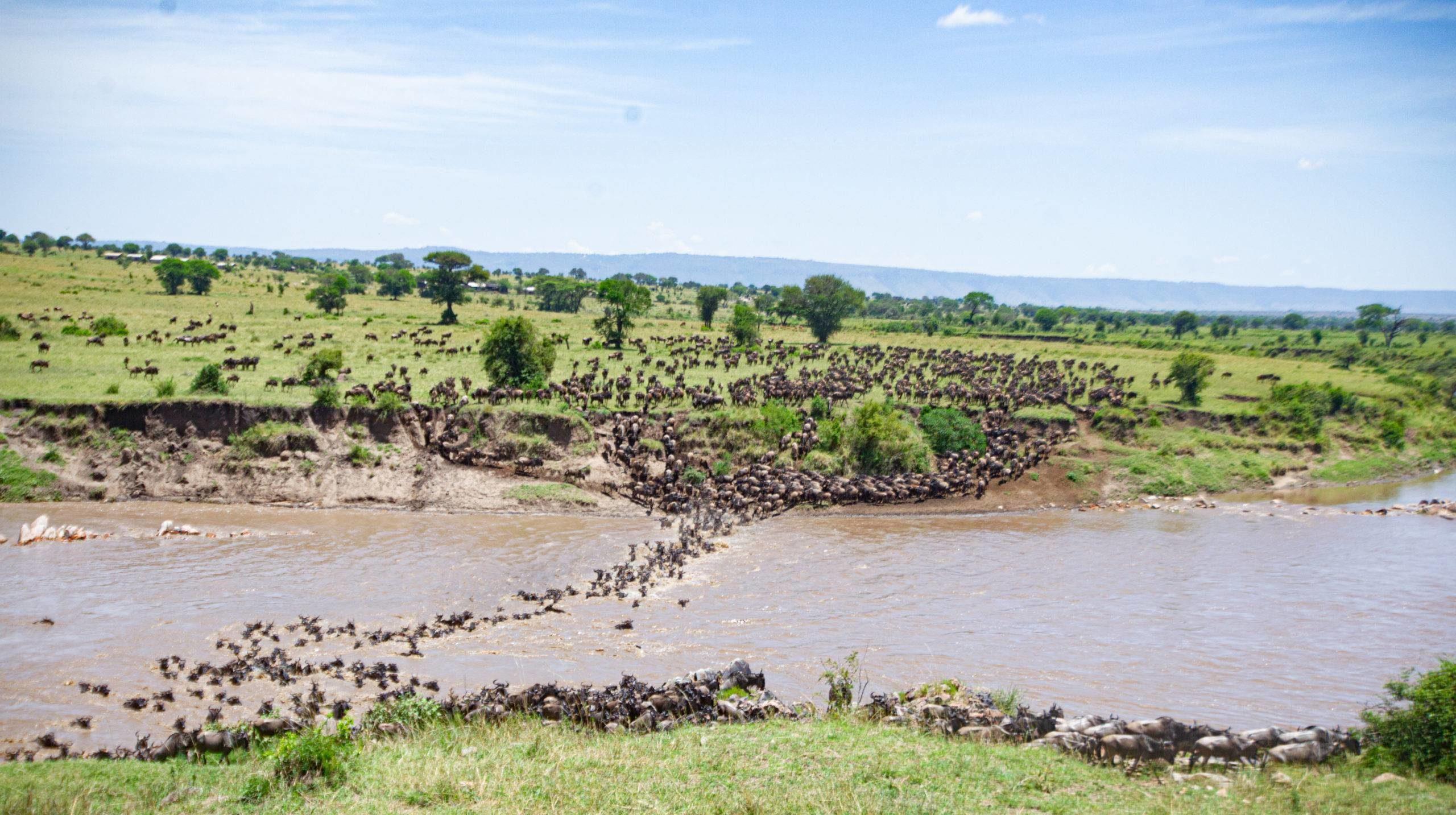 group of wildebeest cross the river