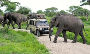 serengeti wildlife safaris elephant crossing the road