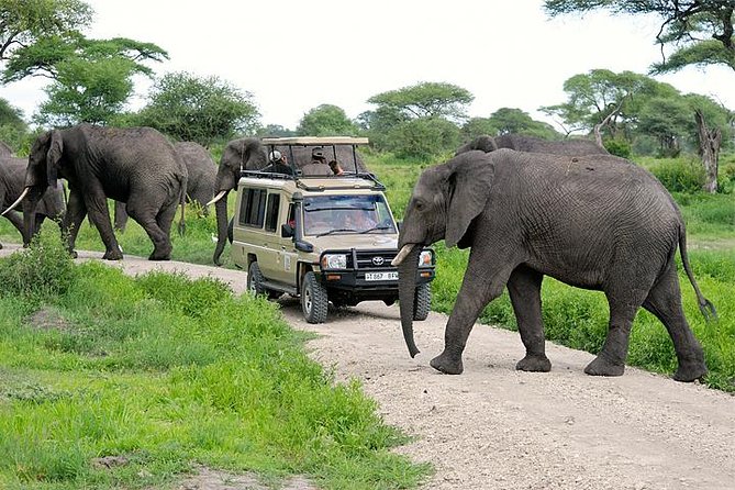 serengeti wildlife safaris elephant crossing the road