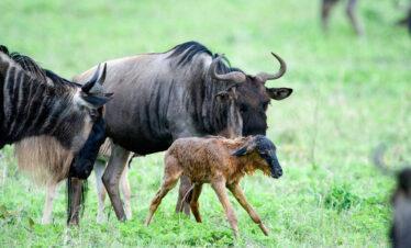 Tanzania Budget Safari