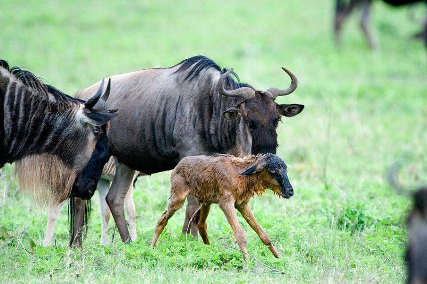 Tanzania Budget Safari