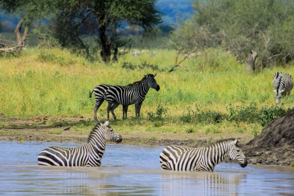 Tanzania safari with serengeti wildlife safaris great migration