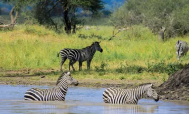 Tanzania safari with serengeti wildlife safaris great migration