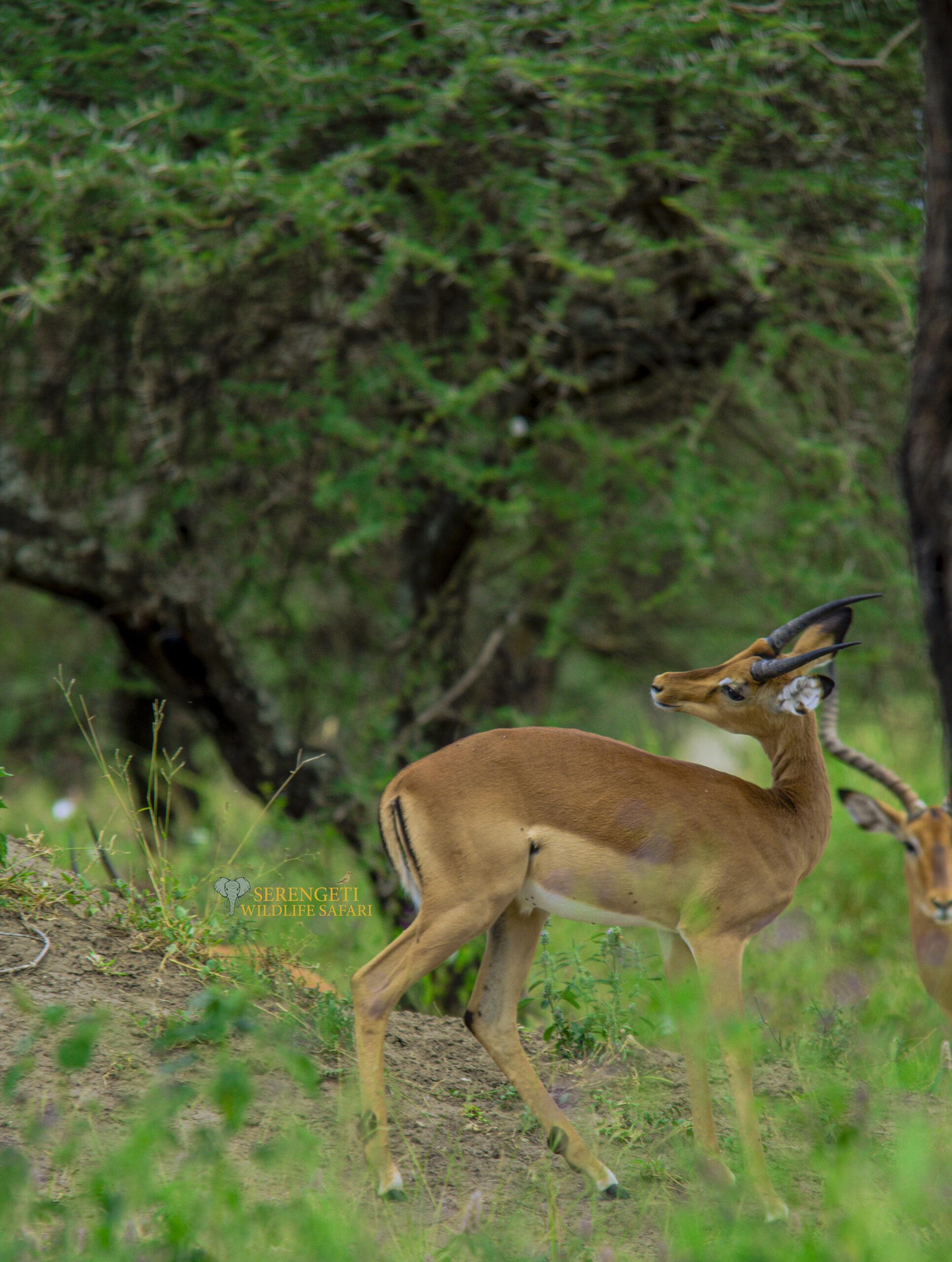 Great Migration Safari-serengeti wildlife safari
