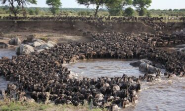 Serengeti wildlife safaris Great Migration