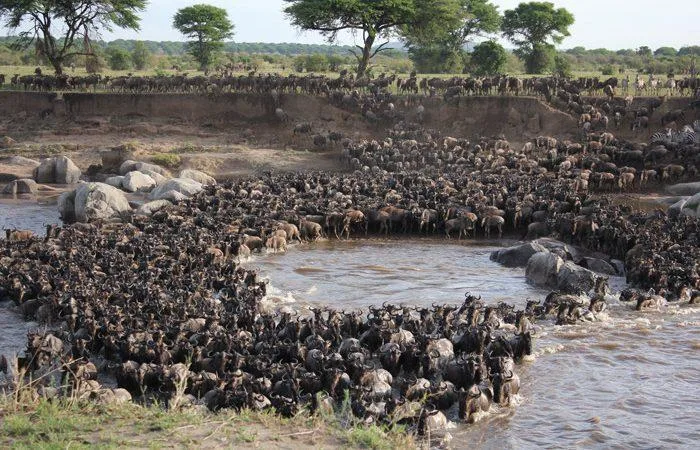 Great-wildebeest-Migration-serengeti wildlife safaris