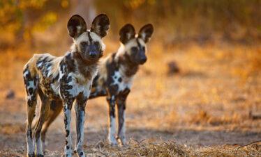 3 days group joining safari mbwa mwitu tarangire national park from serengeti wildlife safari