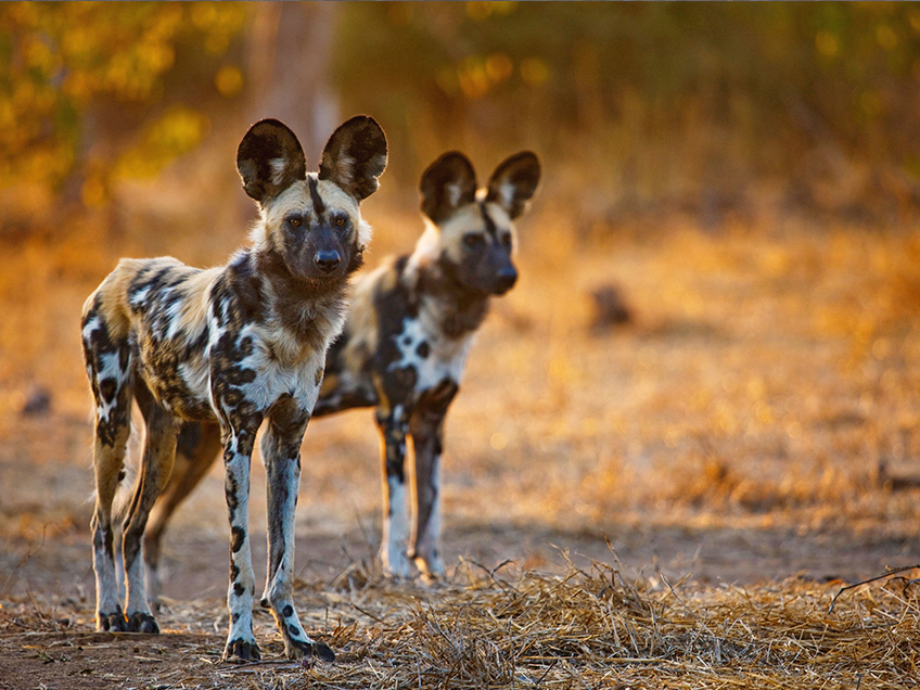 mbwa mwitu tarangire national park from serengeti wildlife safari