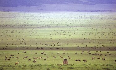 Great migration