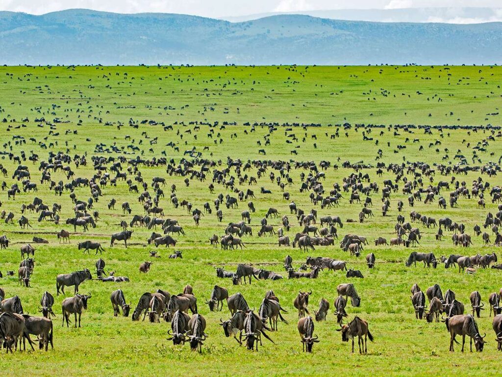 Tanzania safari with serengeti wildlife safaris great migration