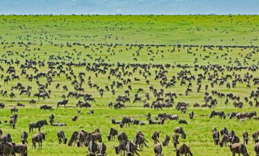 Tanzania safari with serengeti wildlife safaris great migration