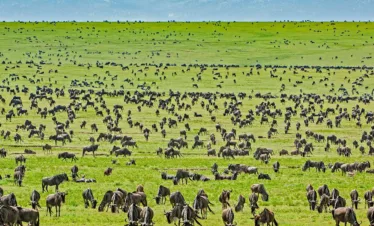 Tanzania safari with serengeti wildlife safaris great migration