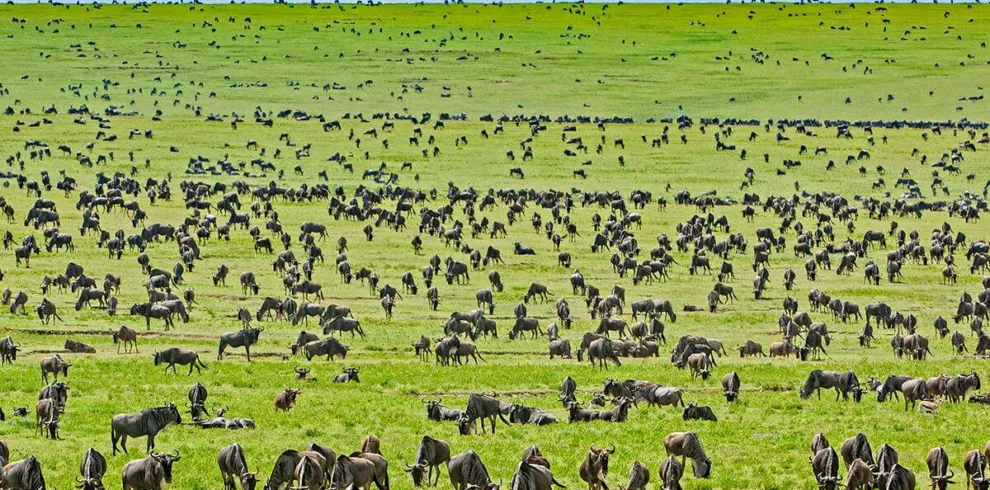 Tanzania safari with serengeti wildlife safaris great migration