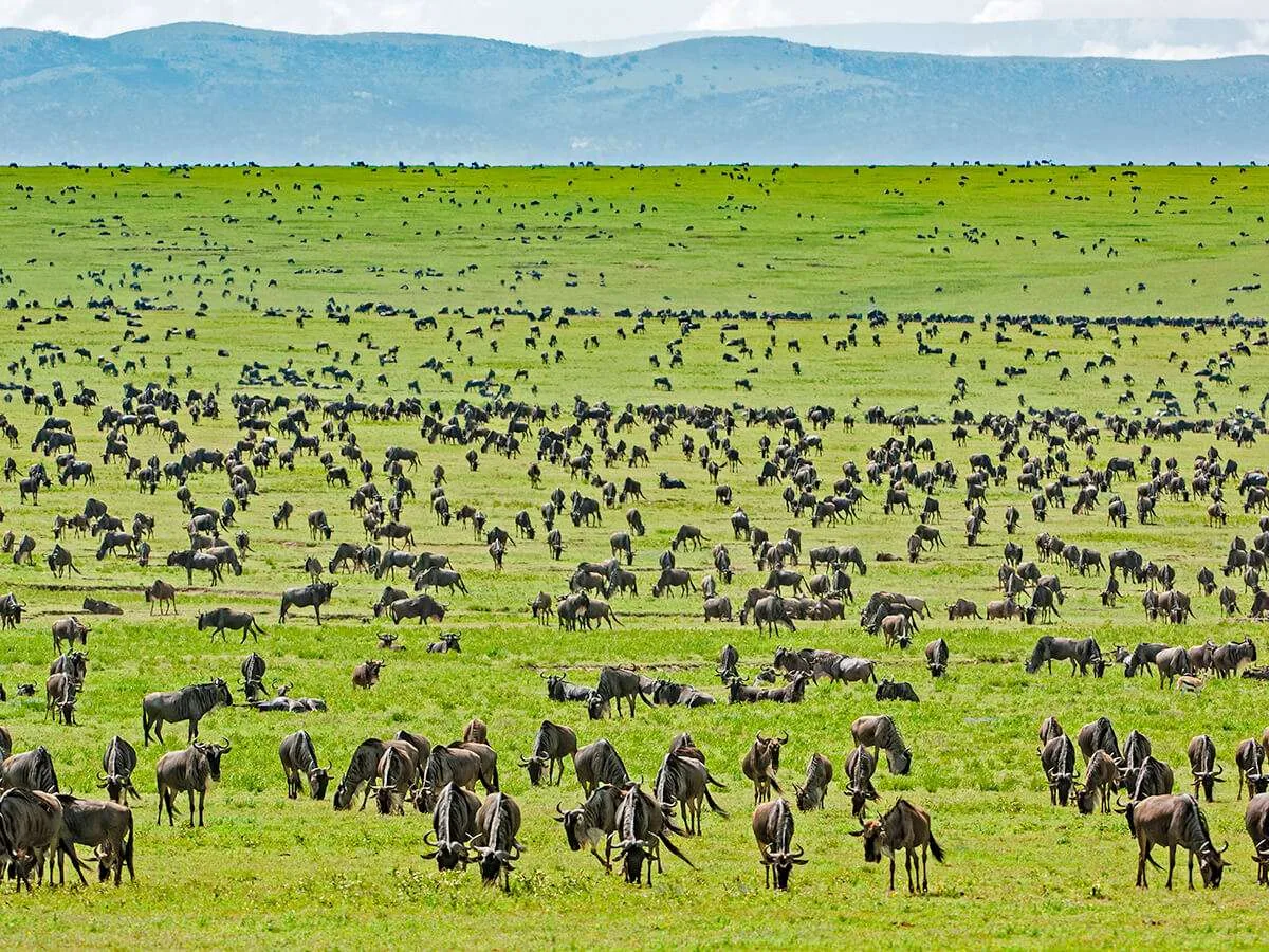 Tanzania safari with serengeti wildlife safaris great migration