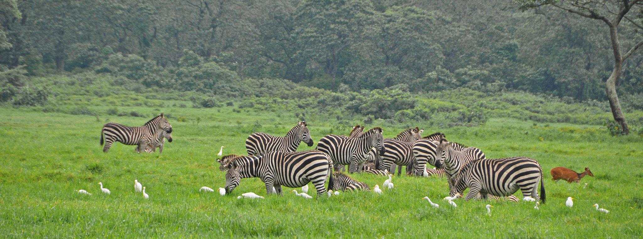 Arusha National Park Day Trip – A Scenic Safari Near the City