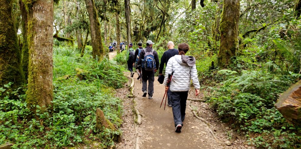 climb kilimanjaro with serengeti wildlife safari