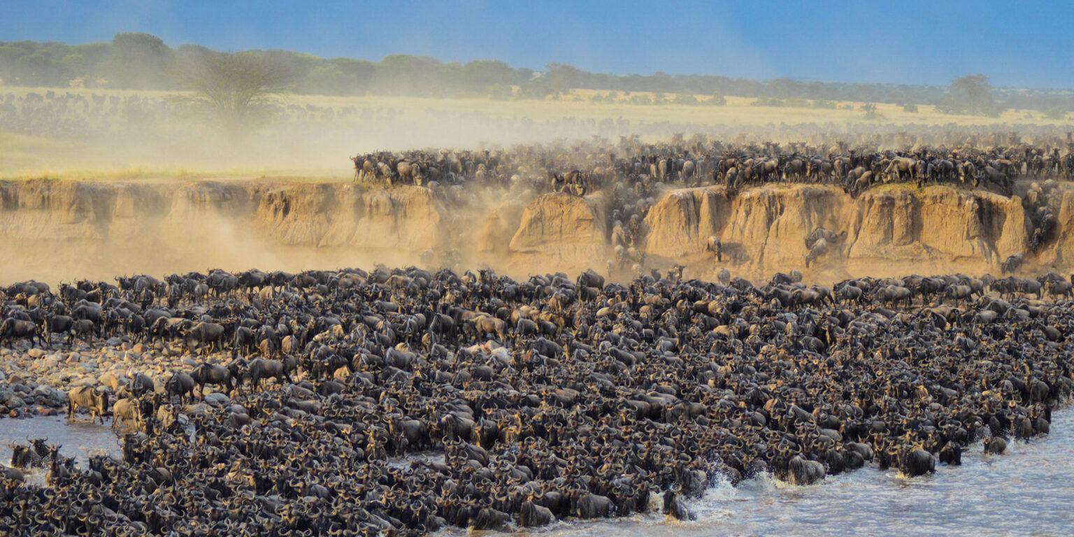 Serengeti River Crossing Safari