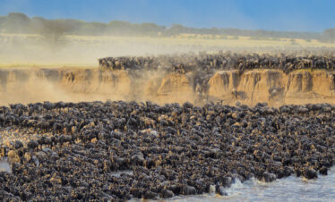 serengeti wildlife safaris great wildbeest migration