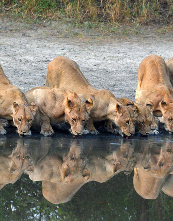 lion clan drink water from lake manyara from serengeti wildlife library