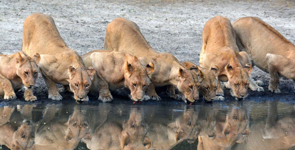 lion clan drink water from lake manyara from serengeti wildlife library
