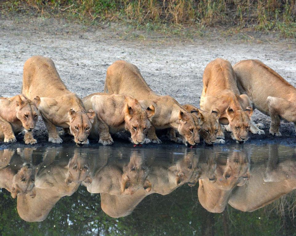 lion clan drink water from lake manyara from serengeti wildlife library