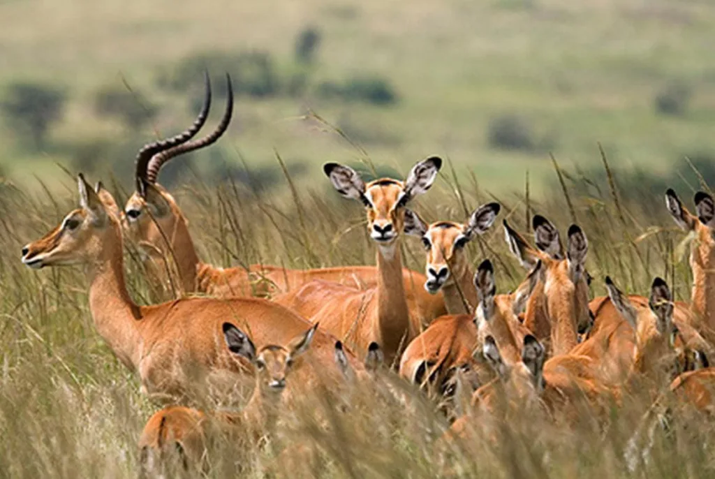 Group of Thomisoni from Serengeti wildlif